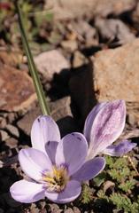Afrocrocus unifolius