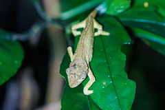 Rhampholeon chapmanorum