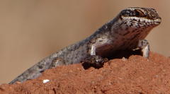 Trachylepis spilogaster
