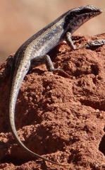 Trachylepis spilogaster