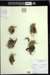 Carex nardina