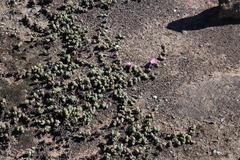 Braunsia maximilianii