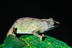 Rhampholeon chapmanorum