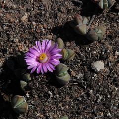 Braunsia maximilianii