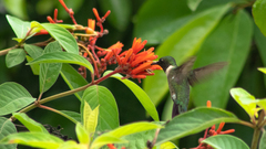 Archilochus colubris