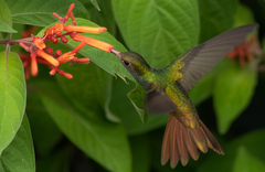 Amazilia yucatanensis