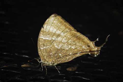 Brevianta undulata