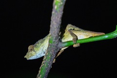 Rhampholeon chapmanorum
