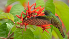 Amazilia yucatanensis