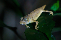 Rhampholeon chapmanorum