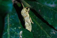 Rhampholeon chapmanorum