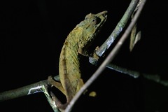 Rhampholeon chapmanorum