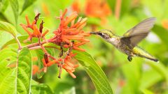 Archilochus colubris