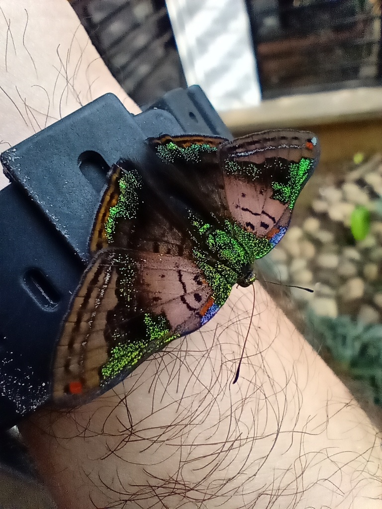 Caria mantinea