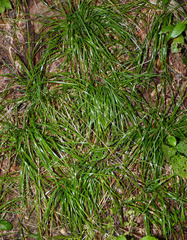 Poa alsodes