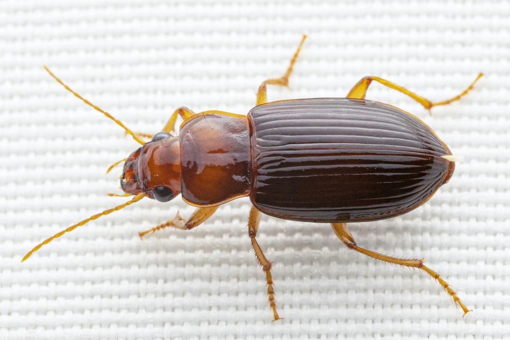 Trichotichnus