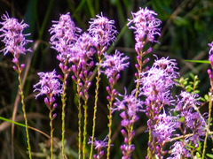 Liatris gracilis