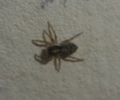 Menemerus semilimbatus