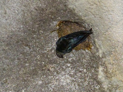 Aerodramus salangana
