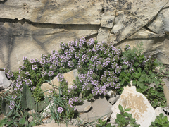 Thymus collinus
