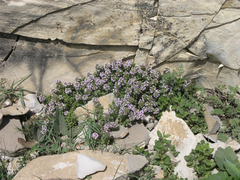 Thymus collinus