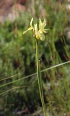 Moraea angusta