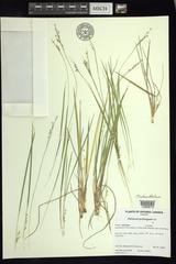 Dichanthelium perlongum