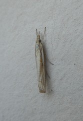 Agriphila