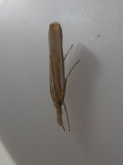 Agriphila
