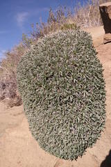 Euphorbia loricata