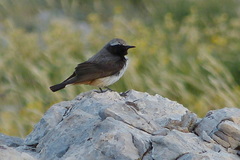 Oenanthe xanthoprymna