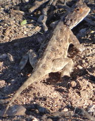 Agama aculeata