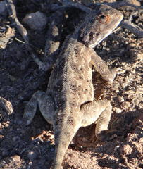 Agama aculeata