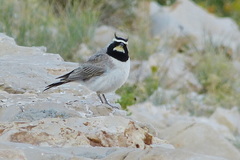 Eremophila alpestris penicillata
