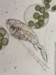 Neocopepoda