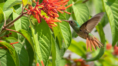 Amazilia yucatanensis