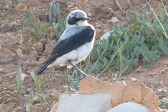 Oenanthe oenanthe libanotica