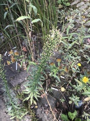 Erigeron canadensis