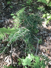 Abies holophylla