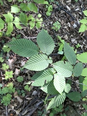 Carpinus cordata