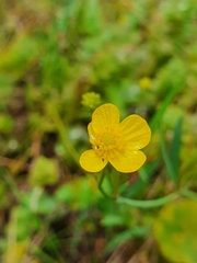 Ranunculus gramineus