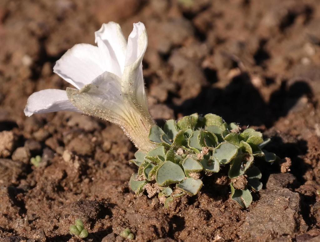 Fibrose Sorrel