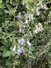 Adenophora divaricata