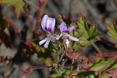 Pelargonium scabroide