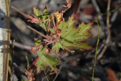 Pelargonium scabroide