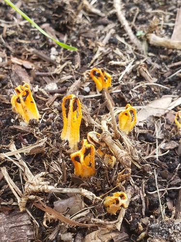 Laternea dringii