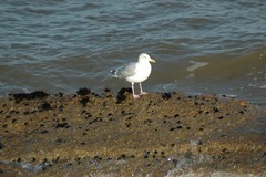 Larus argentatus
