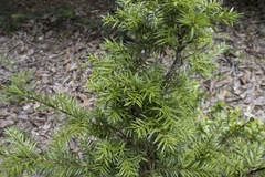 Saxegothaea conspicua