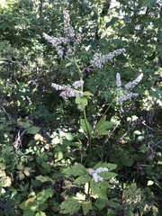 Actaea dahurica