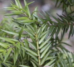 Saxegothaea conspicua